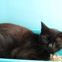 TAMMY, chatte à adopter