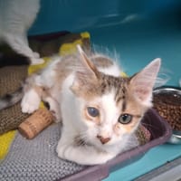 CAPUCINO, chat à adopter