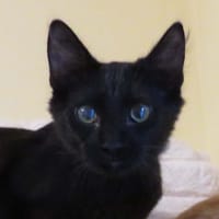 YOUNGBAE, chat à adopter
