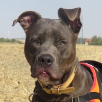 VALENTIN, chien à adopter