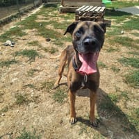 NATSU, chien à adopter