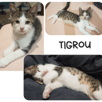 Tygrou, chat à adopter