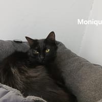 Monique, chatte à adopter