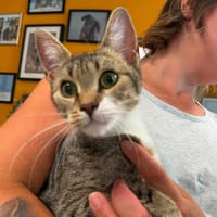 JAVA, chatte à adopter