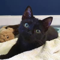 ZAZIE, chatte à adopter
