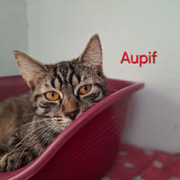Aupif, chat à adopter