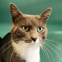 BAKOU QCT, chat à adopter