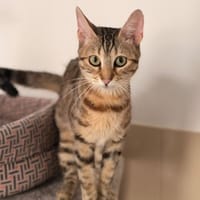 Moufette CAB6038, chatte à adopter