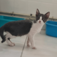BROUILLARD, chat à adopter