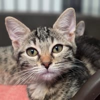 LOULOUTTE, chatte à adopter