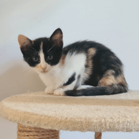 BRITNEY, chatte à adopter