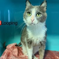 Looping, chat à adopter