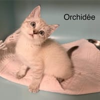 Orchydée, chatte à adopter