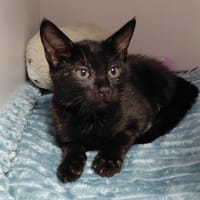 Mia, chatte à adopter