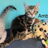 Ambre, chatte à adopter