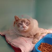 IGLOO, chat à adopter