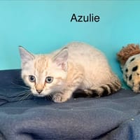 Azulie, chatte à adopter