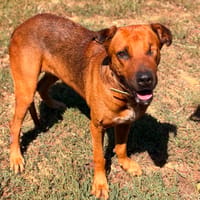 ETEL, chienne à adopter