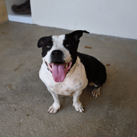 Lexis, chienne à adopter