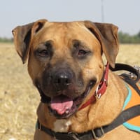 TAMAGOSHIE, chienne à adopter