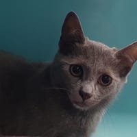 KELLY CHA, chatte à adopter