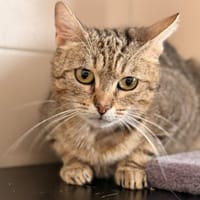Poppy CAB6029, chatte à adopter