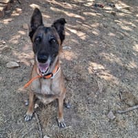 liloo, chienne à adopter