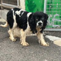 Jihnny, chienne à adopter