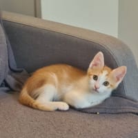 BOB, chat à adopter
