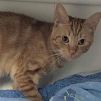 SUNDAY, chat à adopter