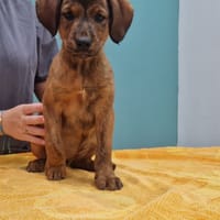 LEA, chienne à adopter