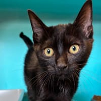 bimorph, chat à adopter