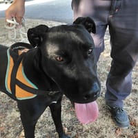 PICKLES, chien à adopter