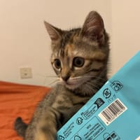 BUFFY, chatte à adopter