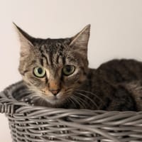 Nori CAB6030, chatte à adopter