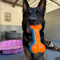 OSLO DU ROYAUME DE CUPIDON, chien à adopter