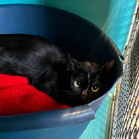 Miaou, chatte à adopter