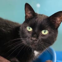 TOTORO, chat à adopter