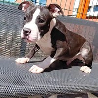 LOKI, chien à adopter