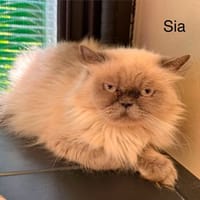 SIA, chatte à adopter
