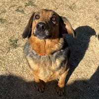 MARCUS  PAA24324, chien à adopter