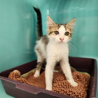 spark, chatte à adopter