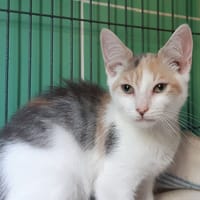 Criss, chatte à adopter