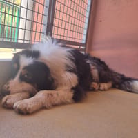 TIMMY, chien à adopter