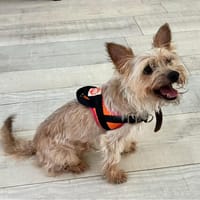 POM, chien à adopter