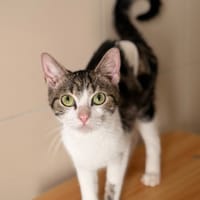 Opaline CAB5967, chatte à adopter