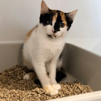 SPARROW, chatte à adopter