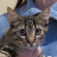 TANOS, chat à adopter