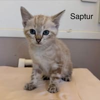 Saptur, chat à adopter