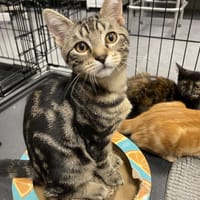 VISTA BABY, chat à adopter